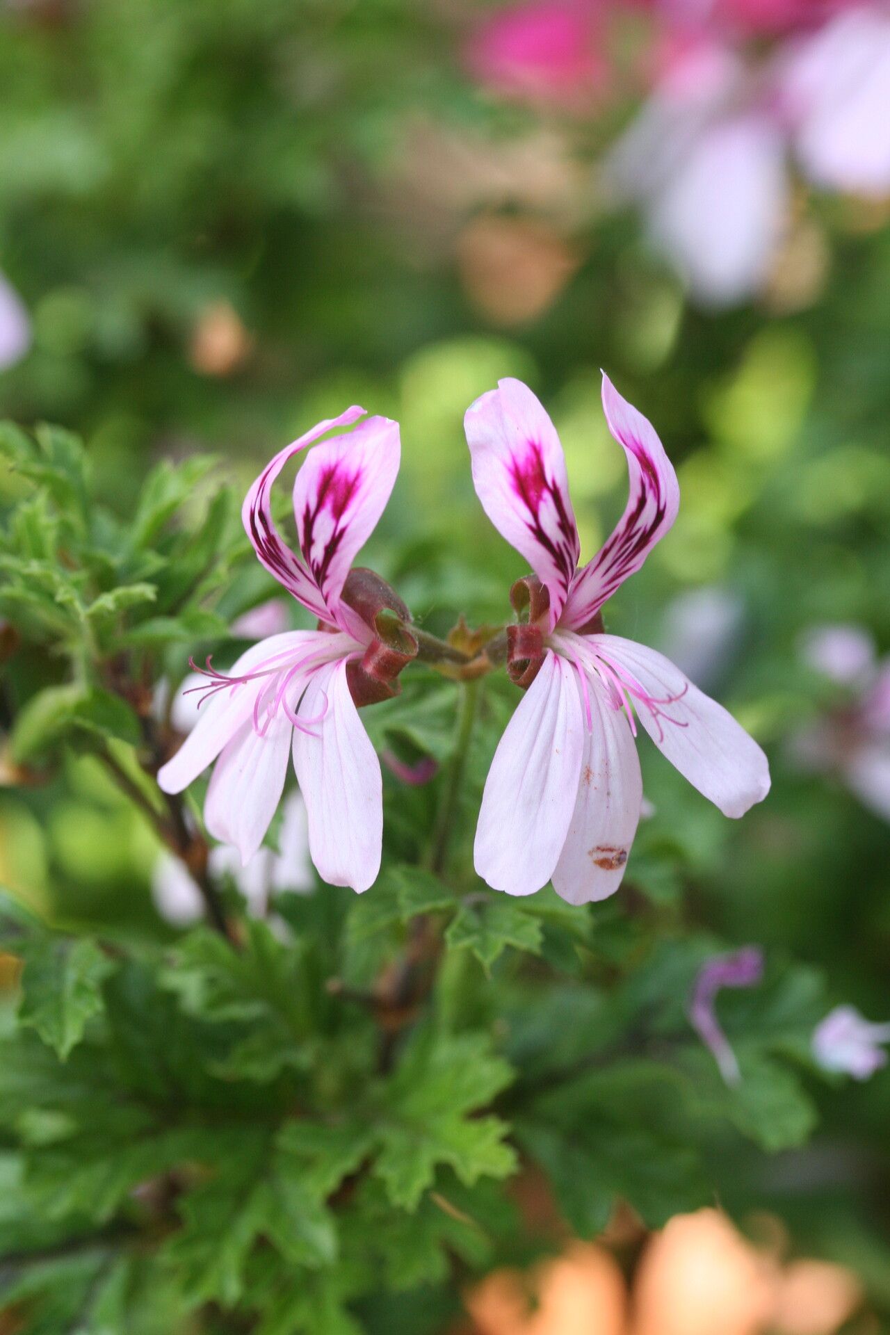 Pelargonium pseudoglutinosum flower