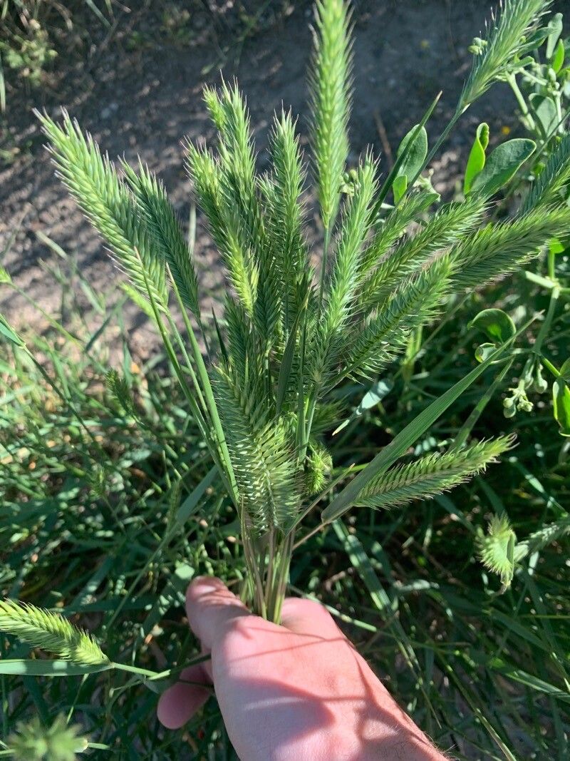 Agropyron cristatum leaf