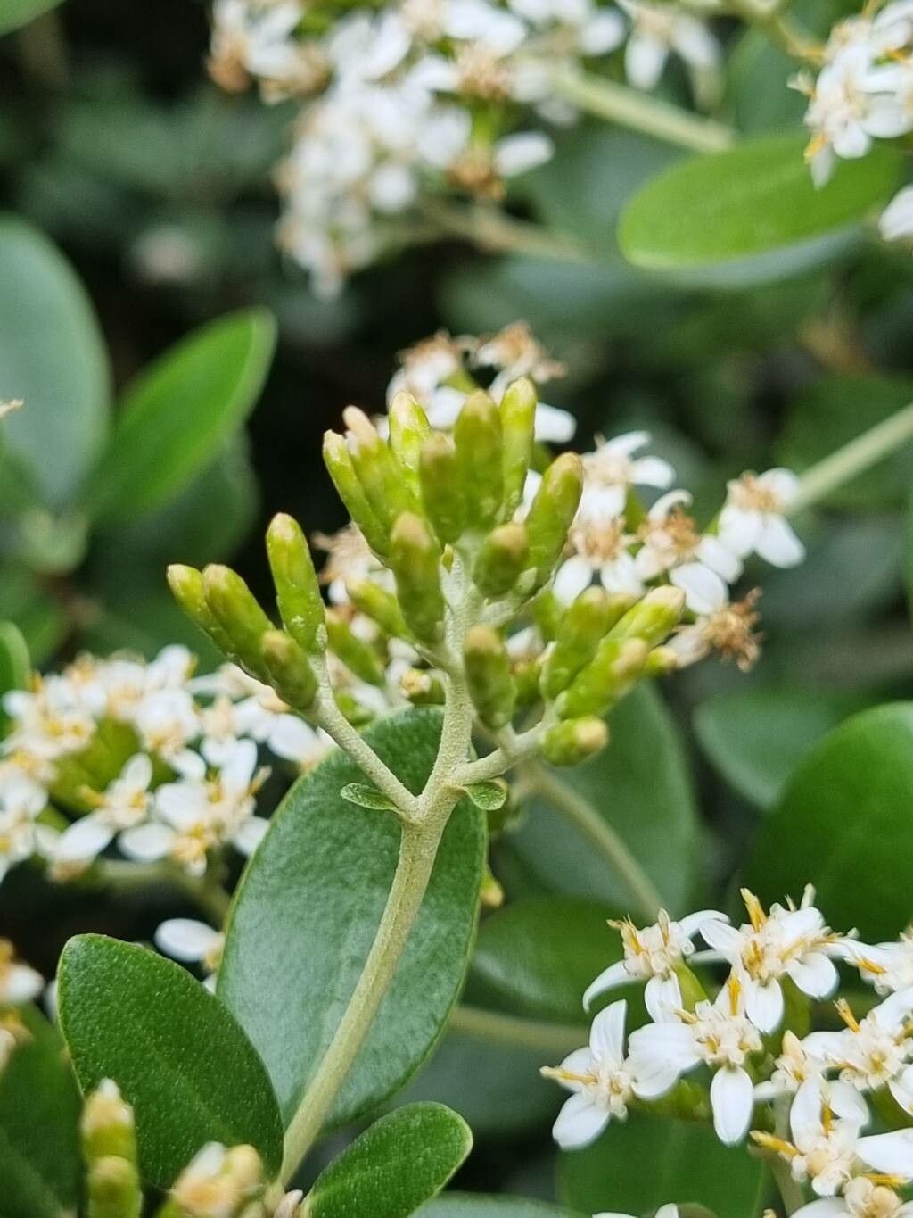 Olearia haastii fruit
