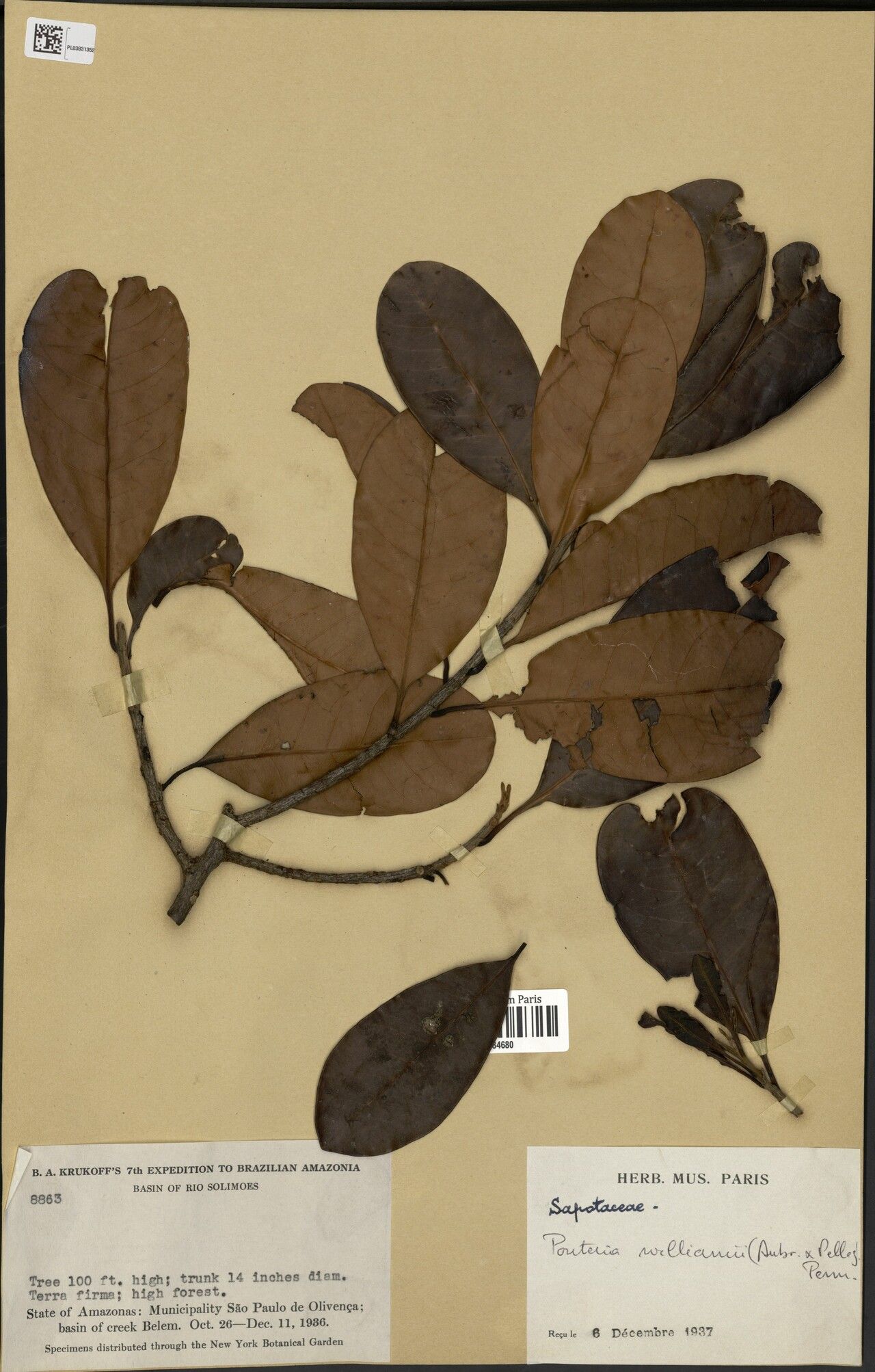 Pouteria williamii — houseplant care guide