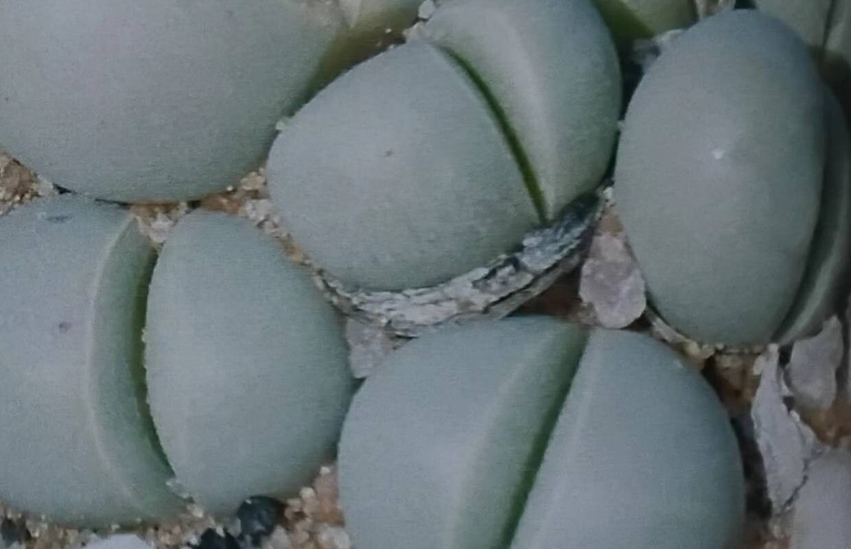 Argyroderma framesii — houseplant care guide