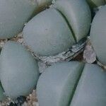 Argyroderma framesii