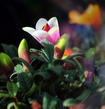Dendrobium cuthbertsonii flower