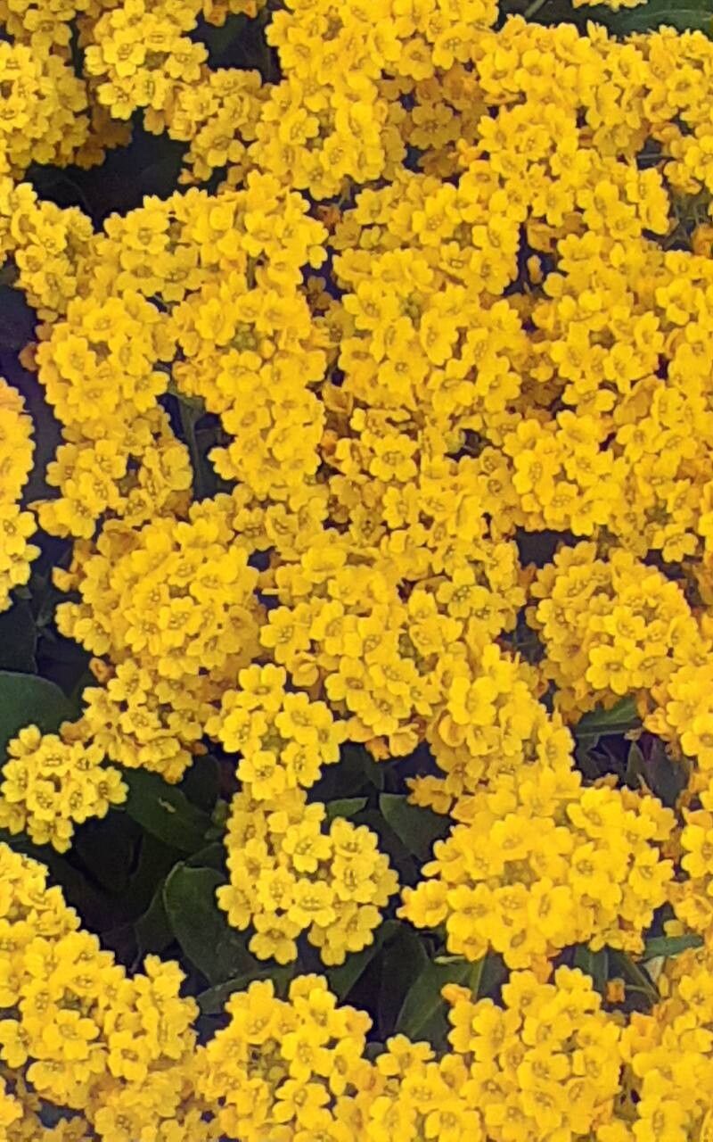 Odontarrhena muralis flower