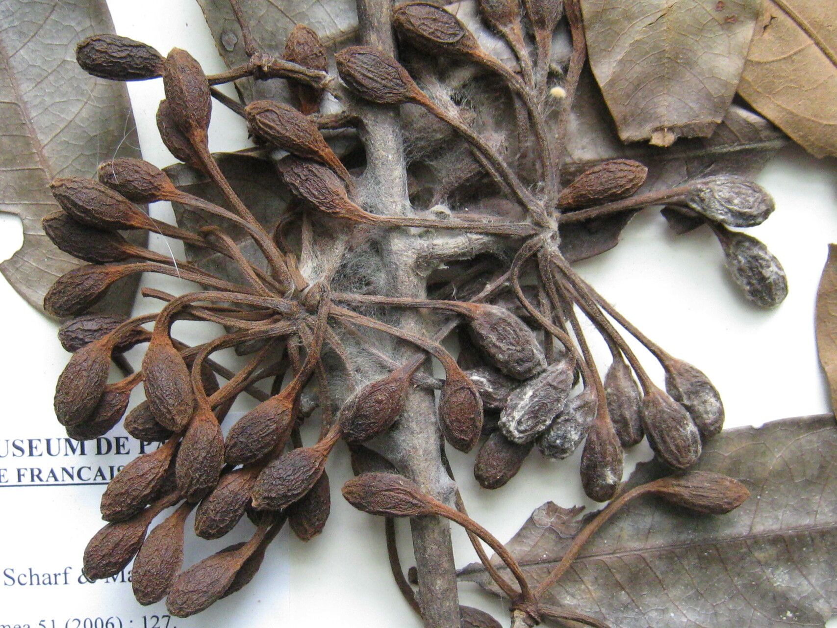 Guatteria pannosa other