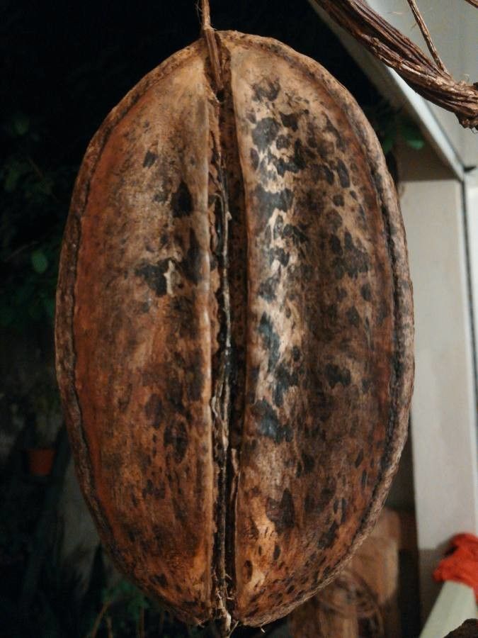 Jacaranda copaia fruit