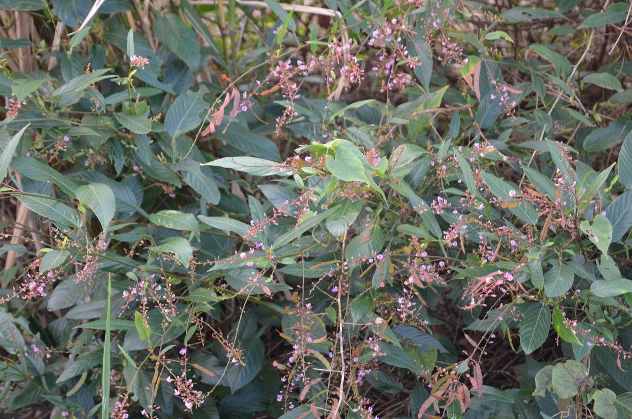 Tadehagi triquetrum habit