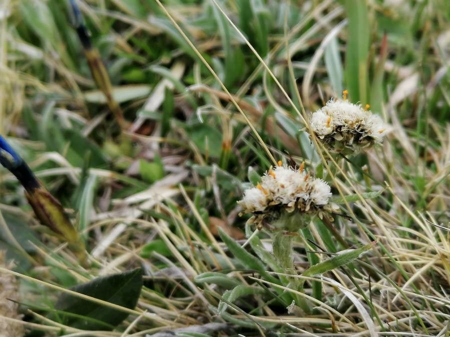 Antennaria carpatica flower