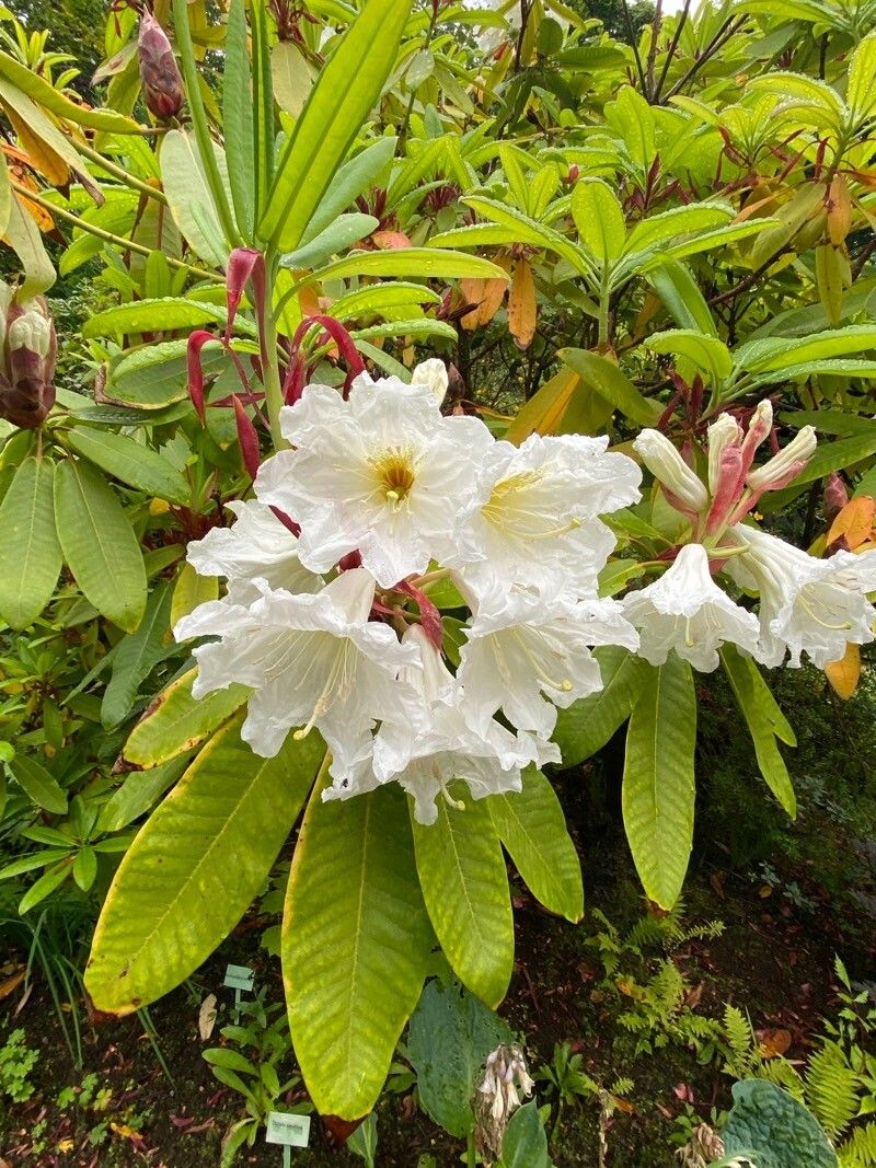 Rhododendron auriculatum flower