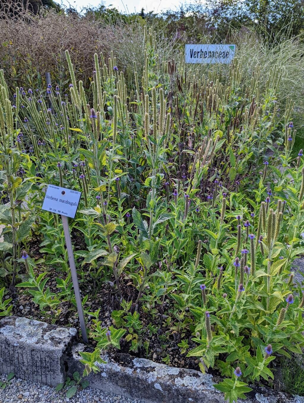 Verbena macdougalii habit