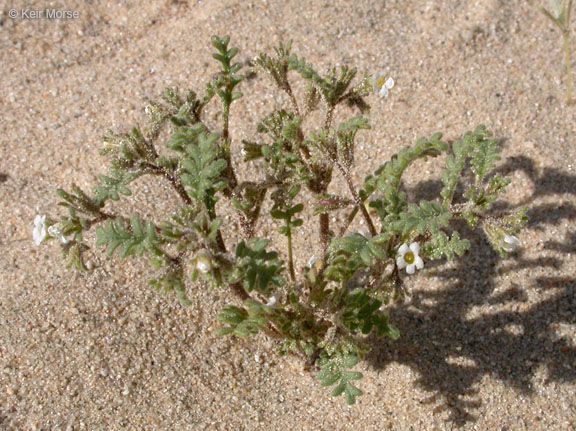Phacelia ivesiana habit