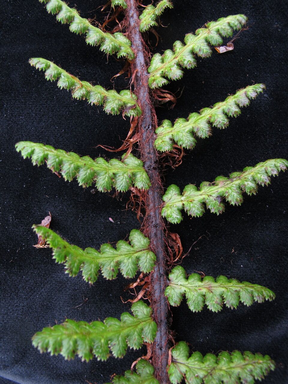Athyrium wallichianum — houseplant care guide