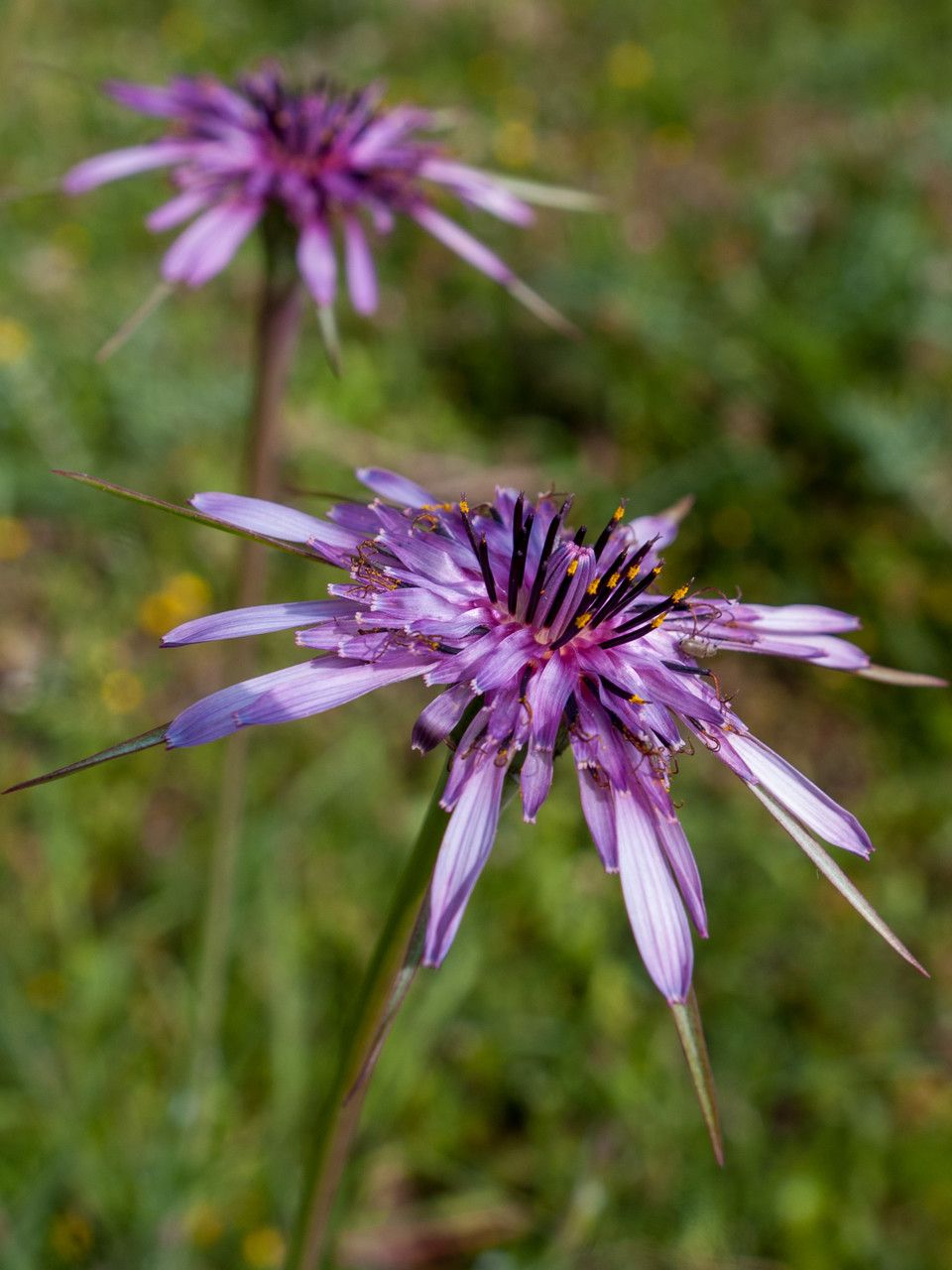 Tragopogon hybridus flower