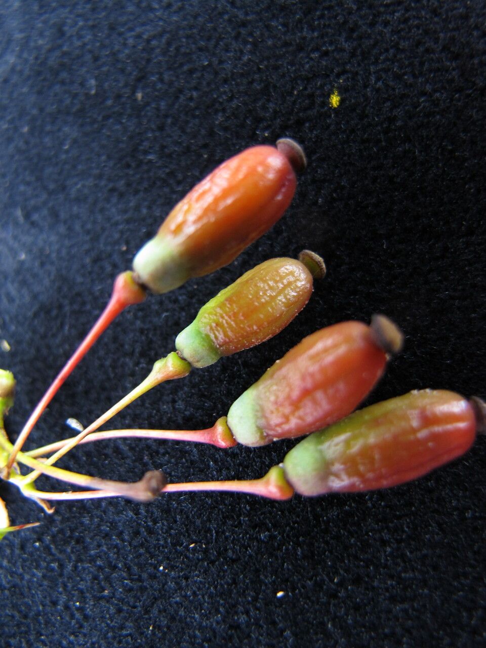 Berberis thomsoniana — houseplant care guide