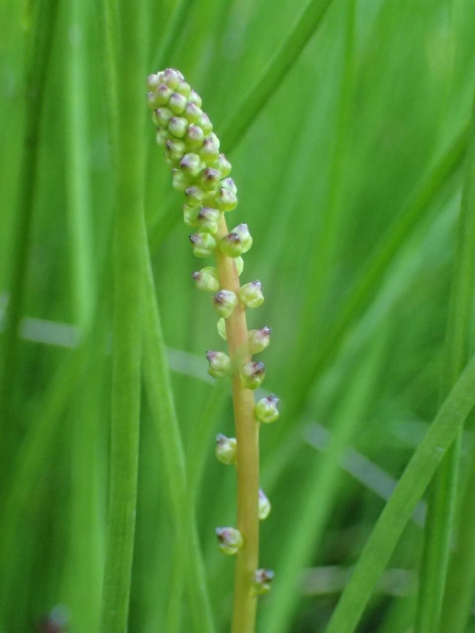 Triglochin palustris fruit