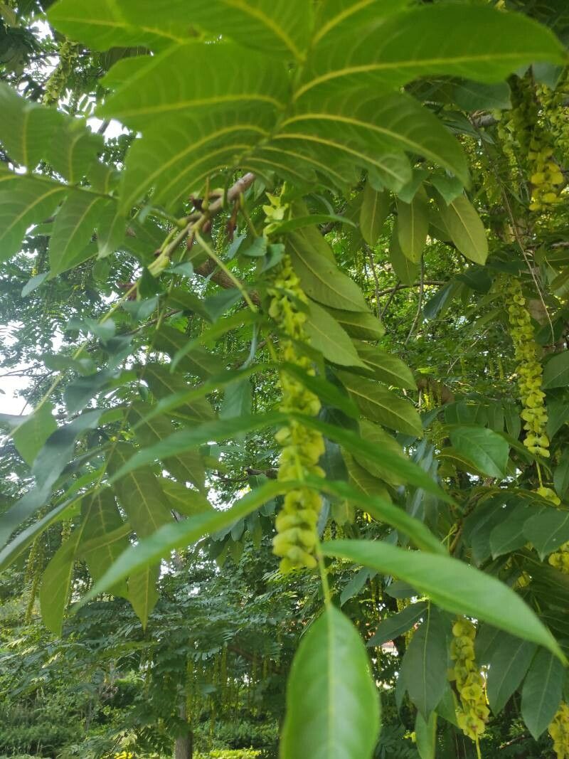 Pterocarya fraxinifolia — related species from the same genus