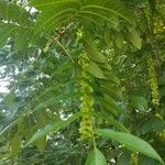 Pterocarya fraxinifolia