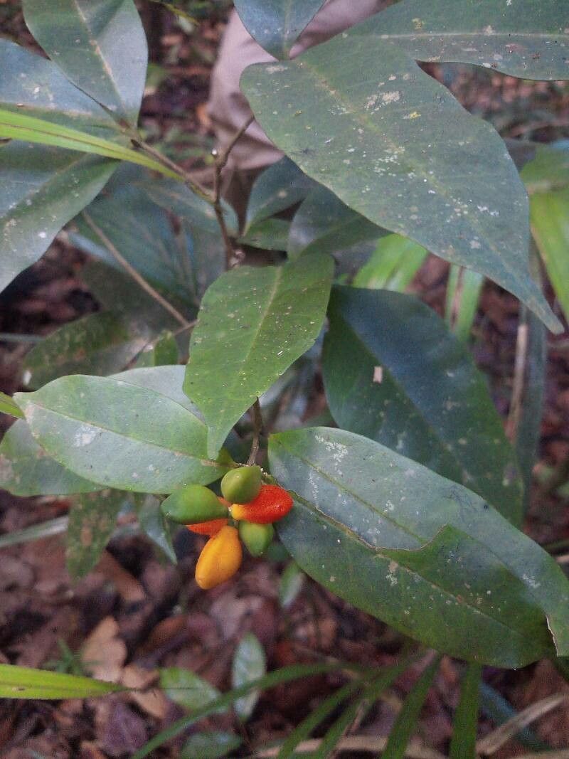 Simaba guianensis fruit