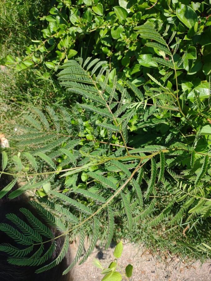 Acacia angustissima — search result for 'Acacia'