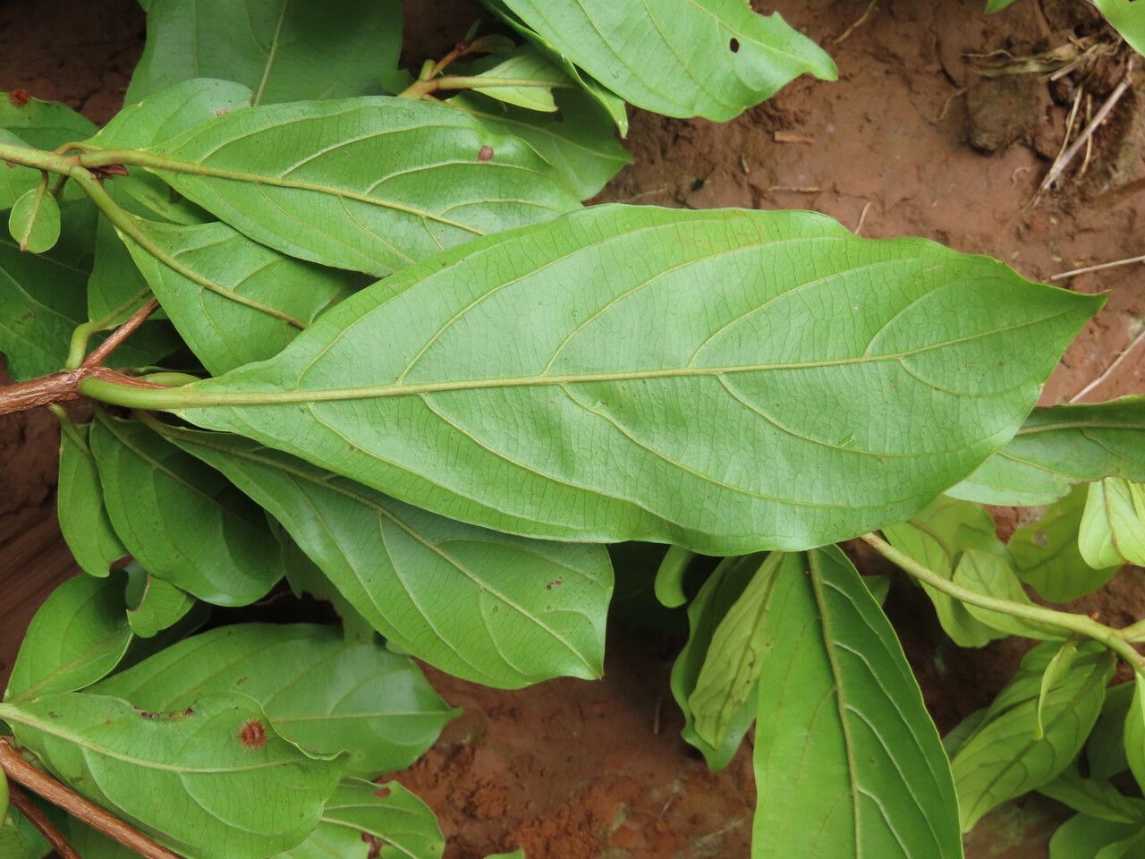 Terminalia amazonia leaf
