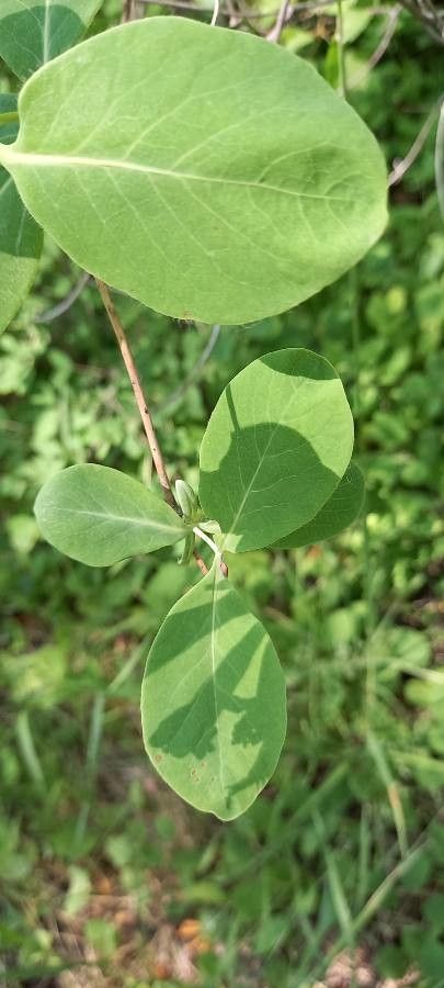 Lonicera ciliosa leaf