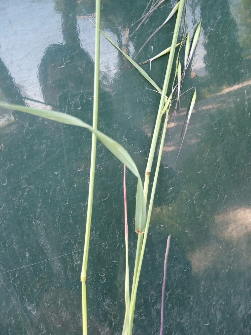 Avena barbata leaf