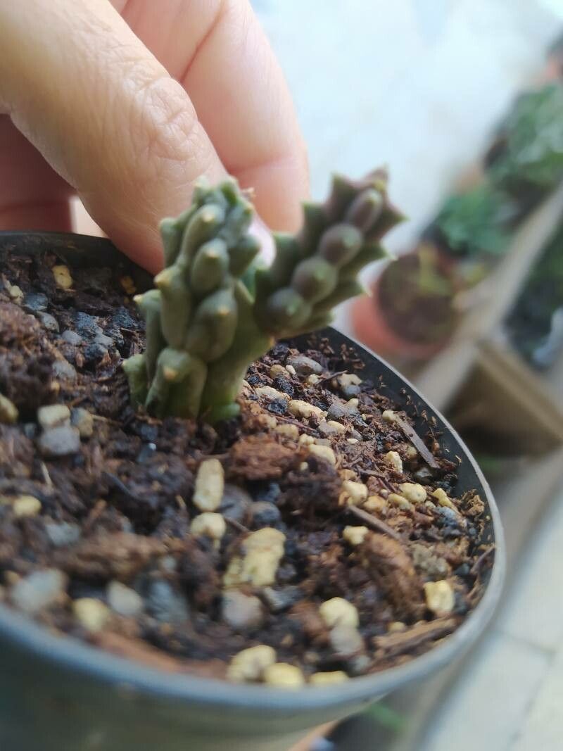 Piaranthus geminatus leaf