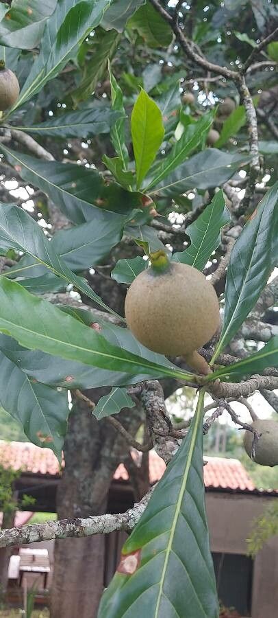 Genipa americana fruit