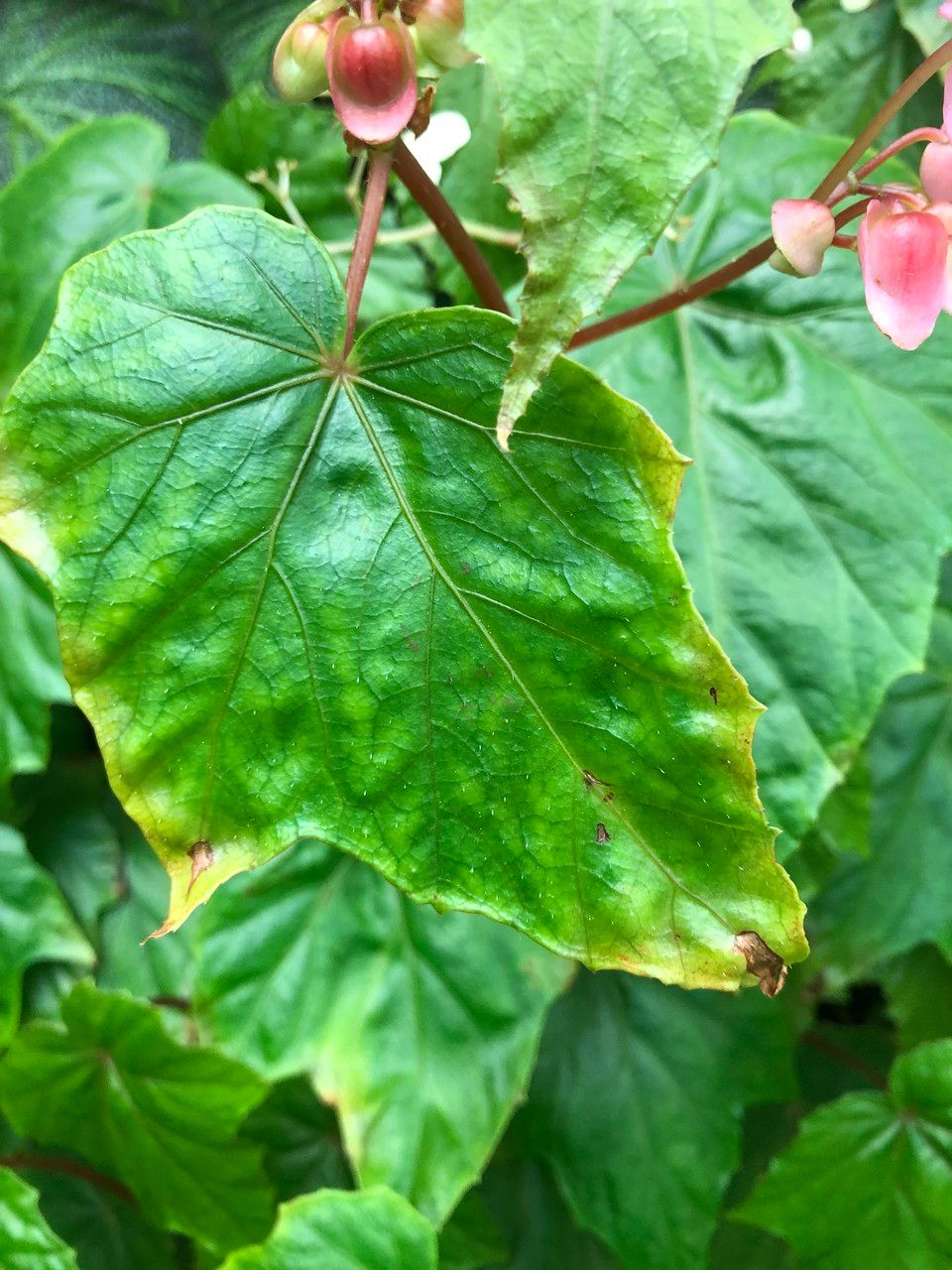 Begonia formosana leaf