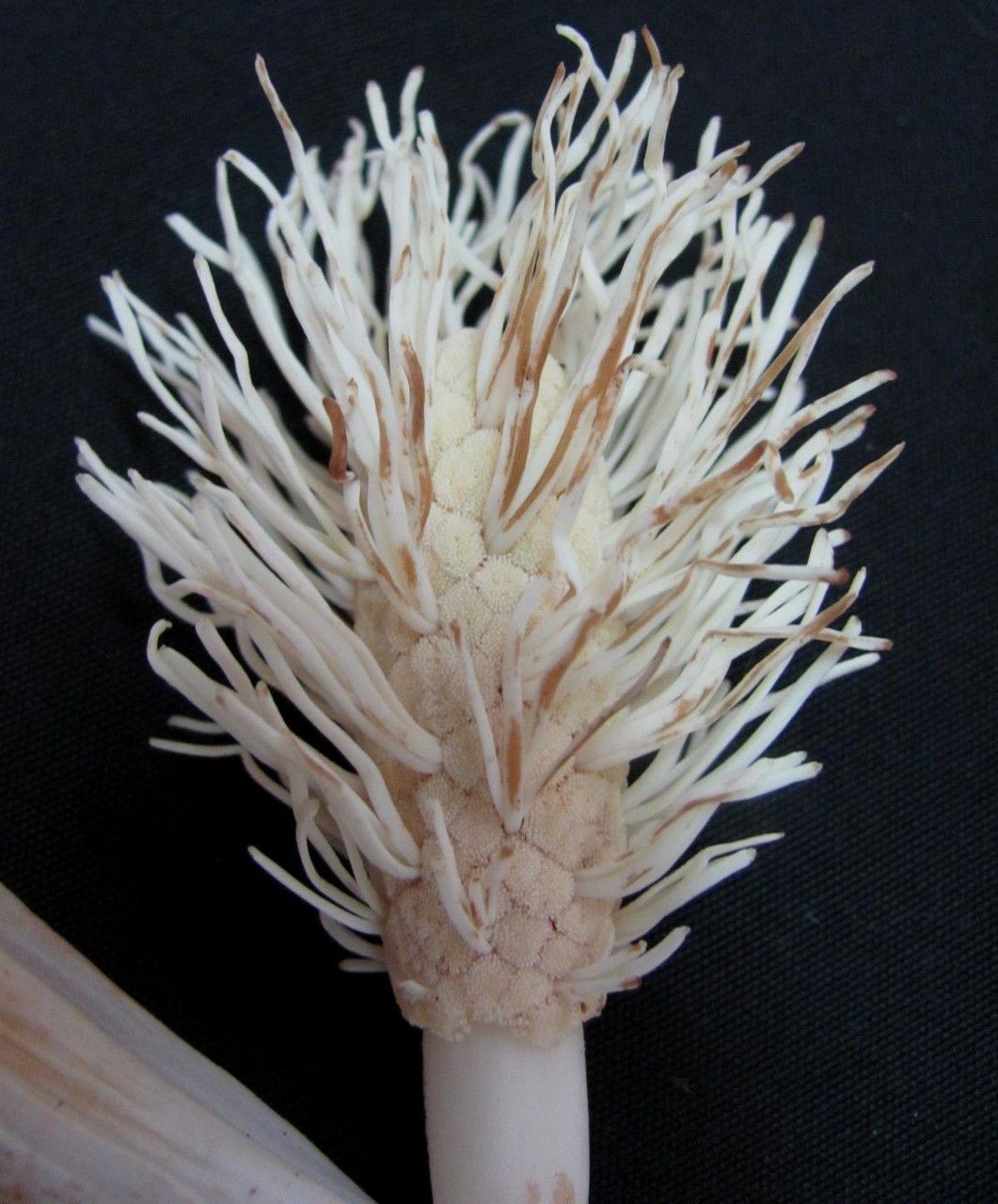 Asplundia alata flower