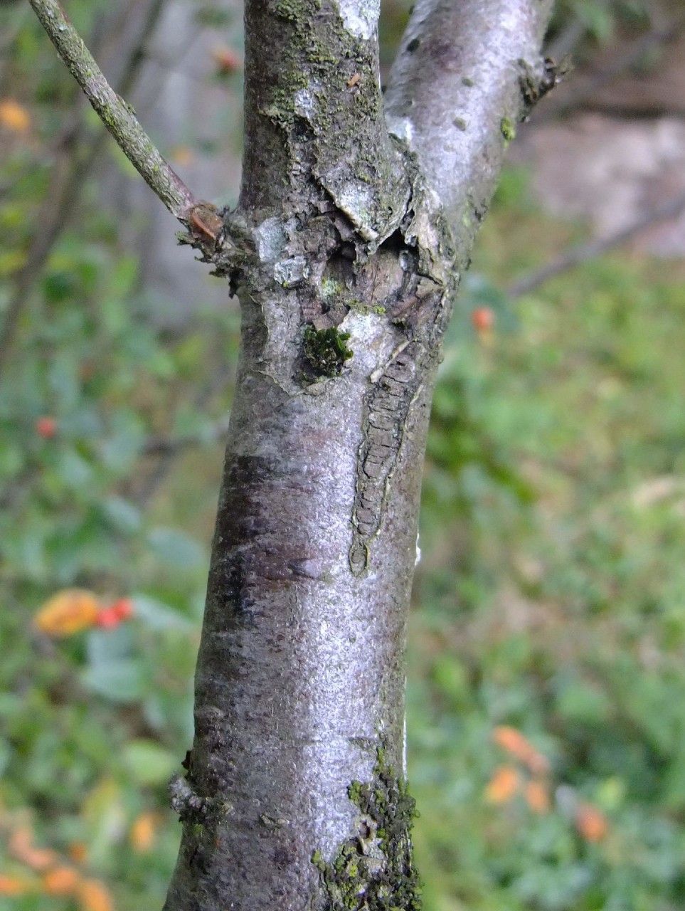 Cotoneaster tengyuehensis bark