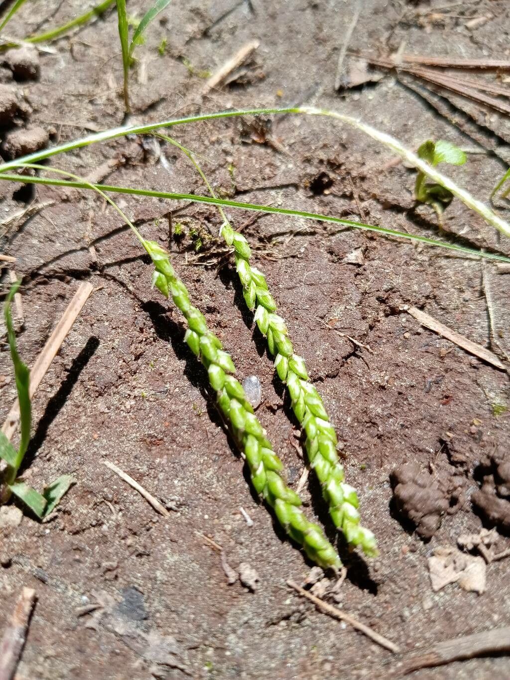 Carex gracillima flower