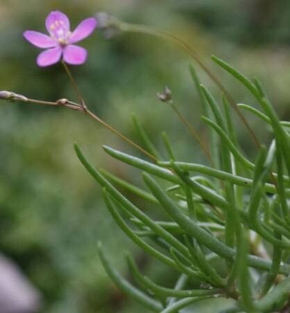 Phemeranthus rugospermus habit