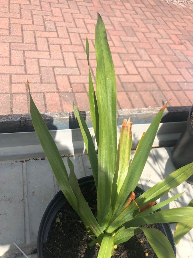 Watsonia pillansii — search result for 'Watsonia'
