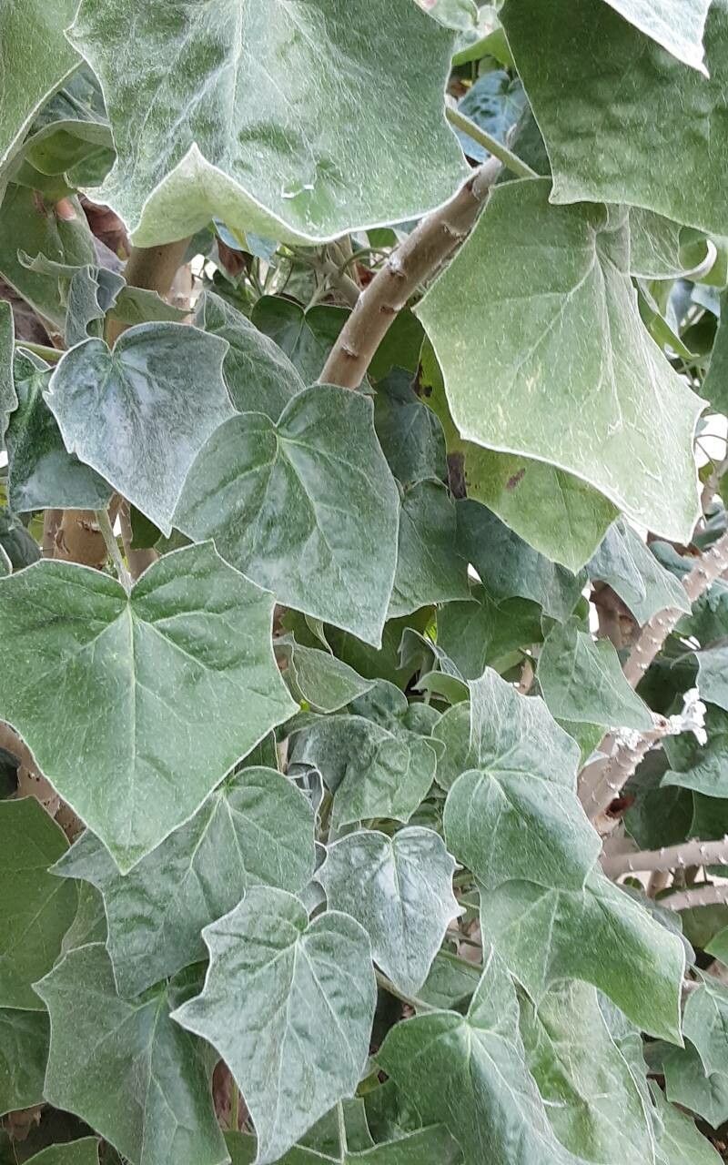 Senecio tropaeolifolius — houseplant care guide