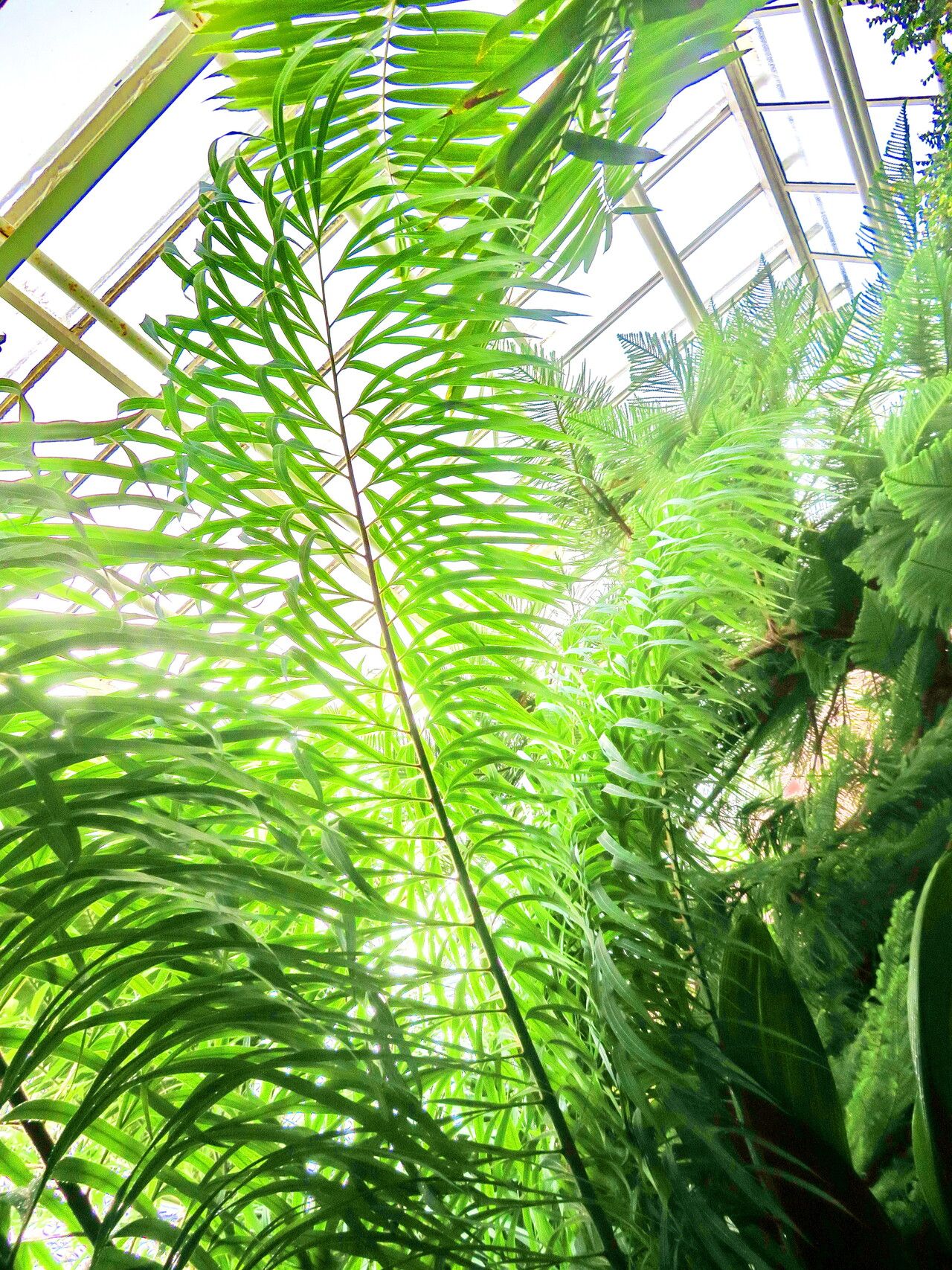 Cycas micholitzii leaf