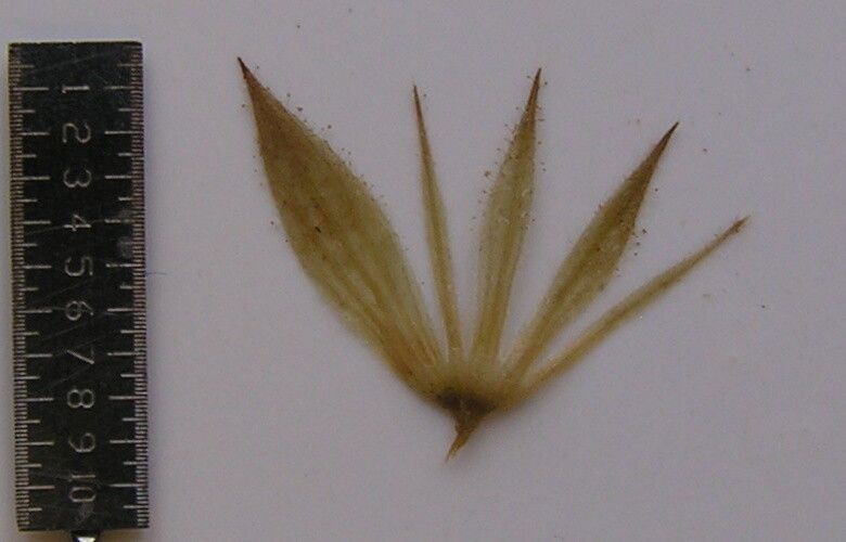 Lepidagathis purpuricaulis other