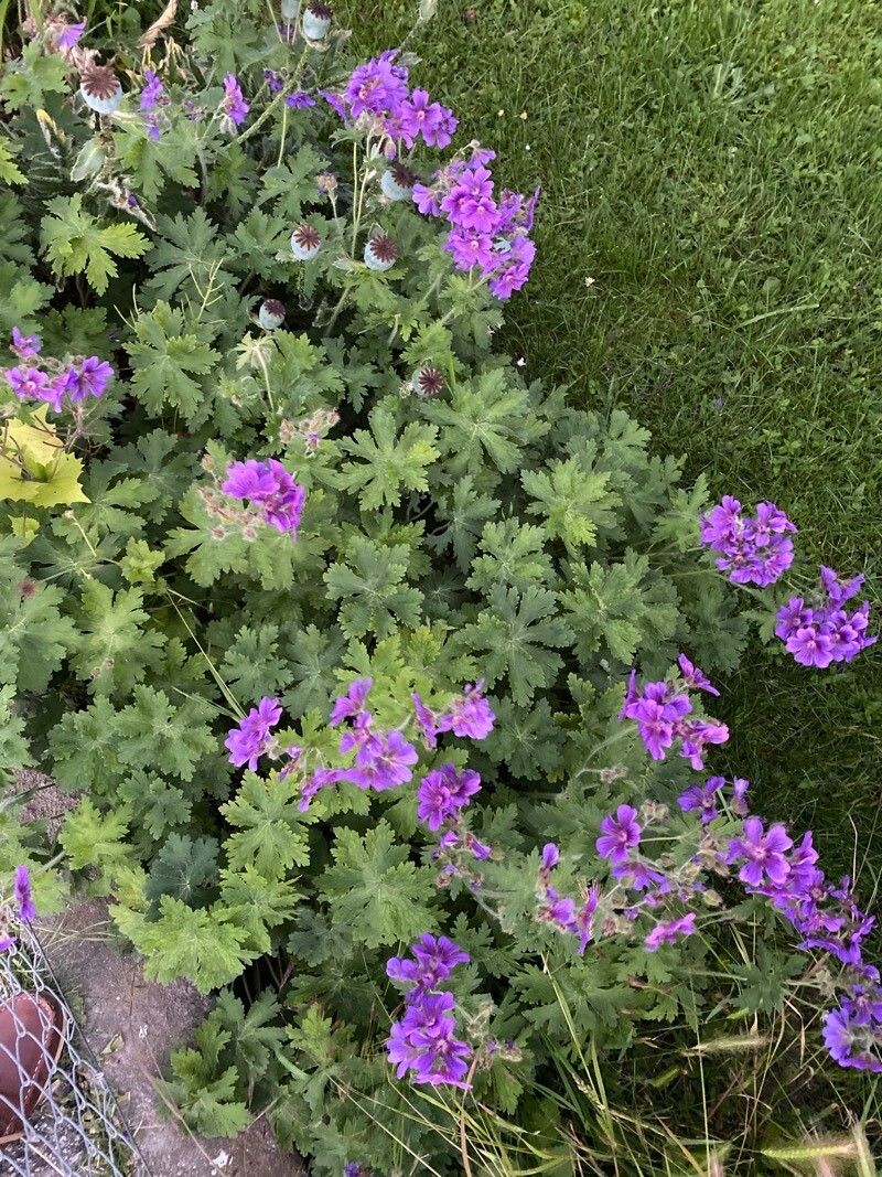 Geranium x magnificum habit