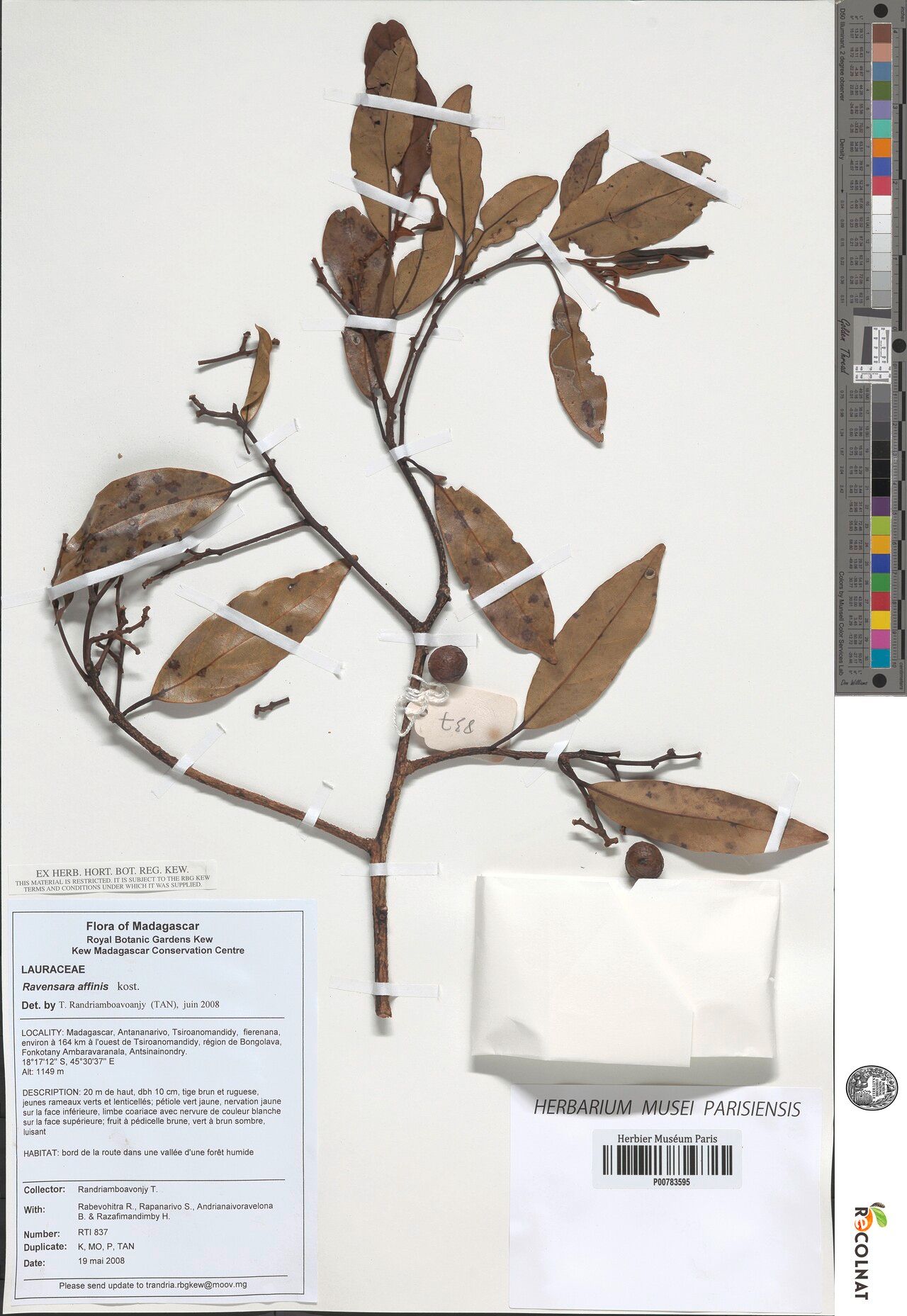 Cryptocarya petiolata — houseplant care guide