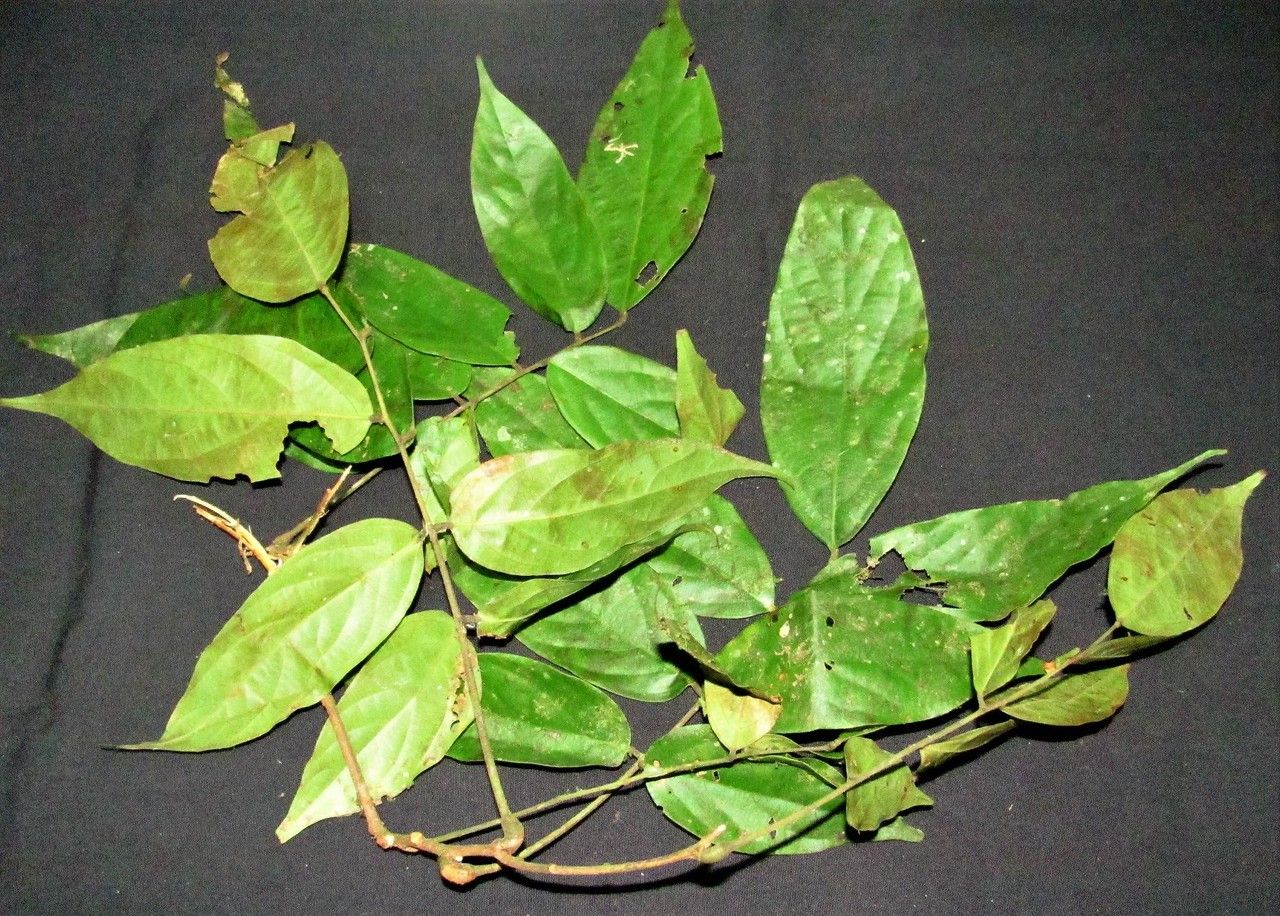 Rourea latifoliolata — houseplant care guide