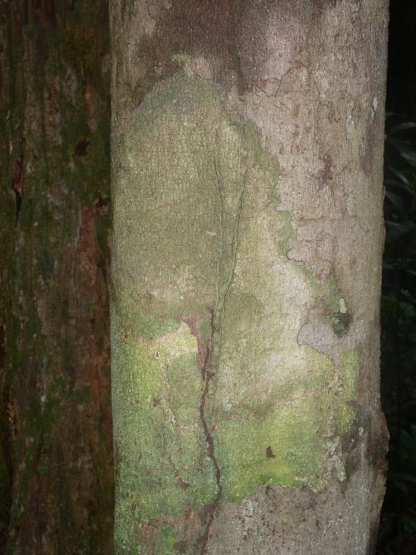 Licania divaricata — houseplant care guide