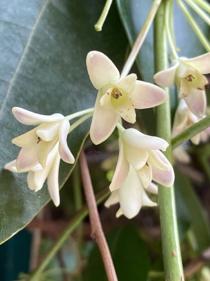Holboellia coriacea flower