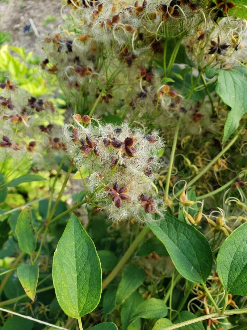 Clematis recta fruit