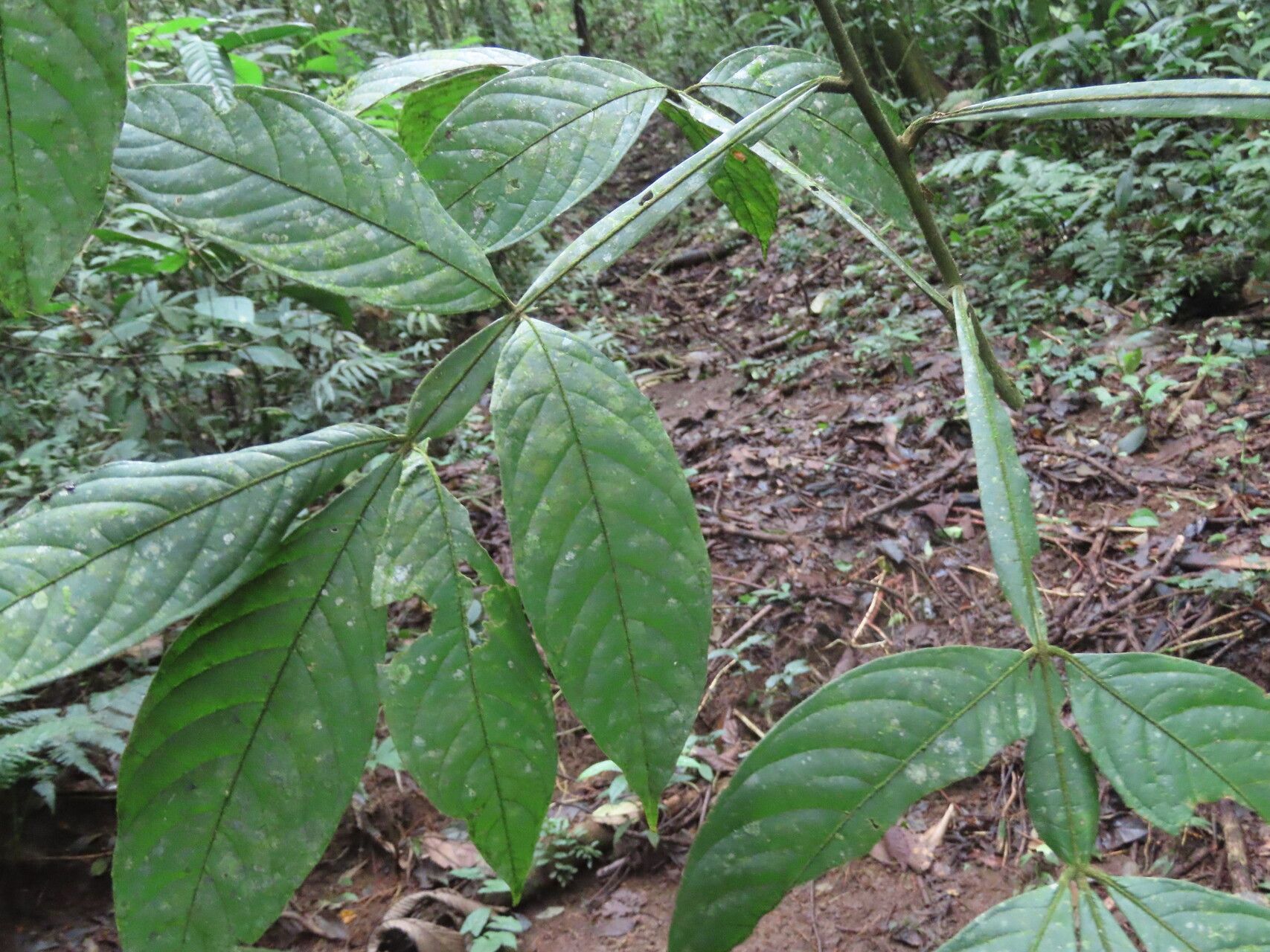 Paullinia fibrigera — search result for 'Paullinia'