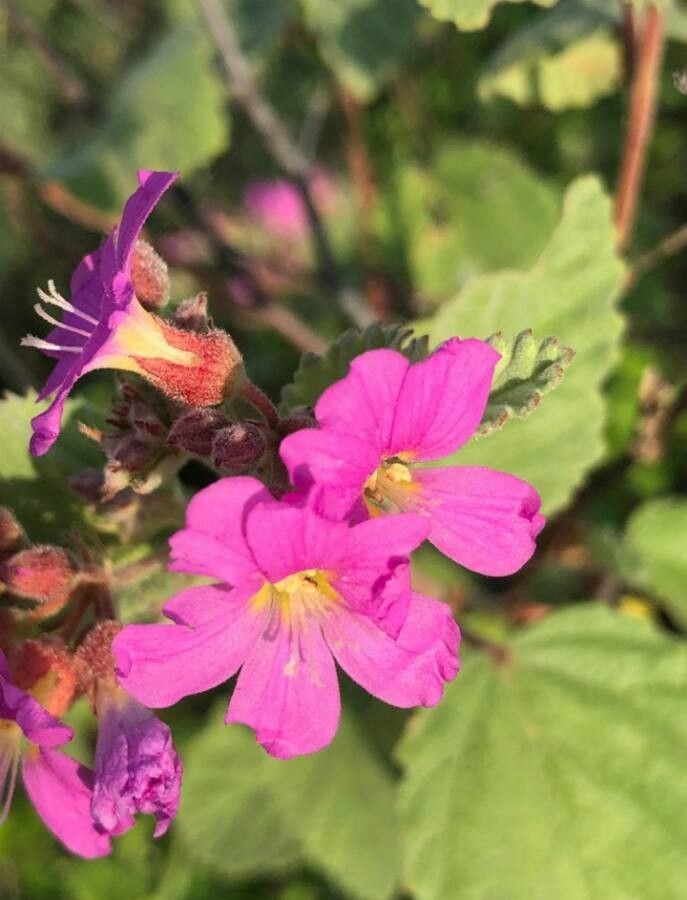 Melochia pyramidata flower