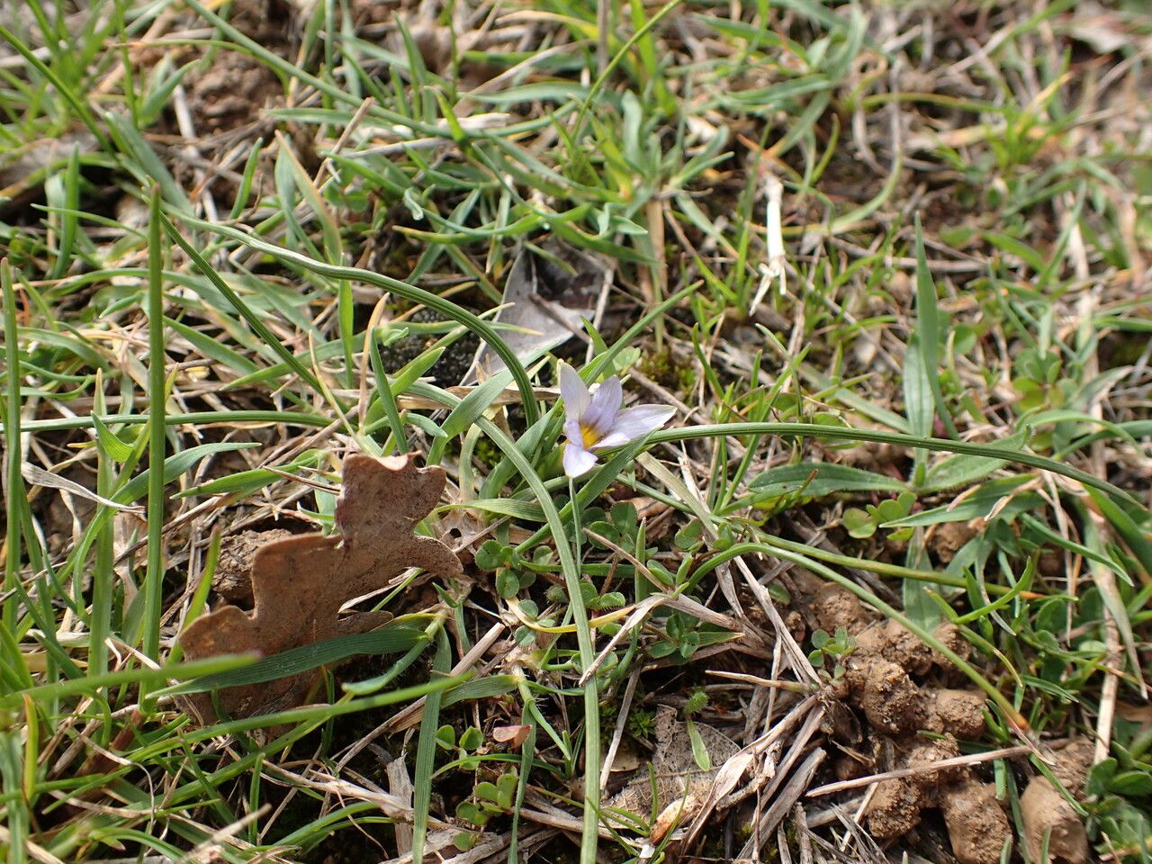 Romulea ramiflora habit