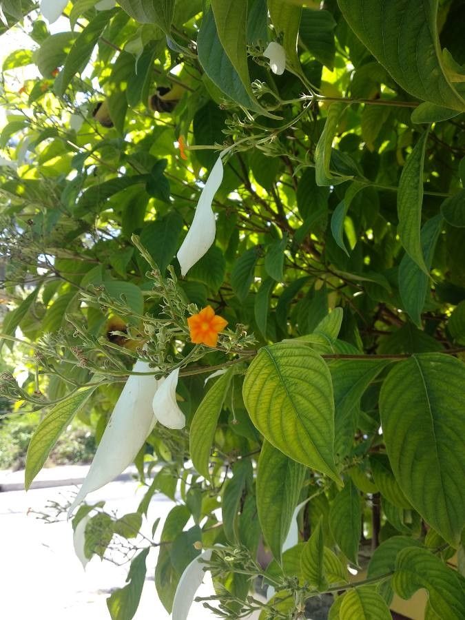 Mussaenda frondosa flower