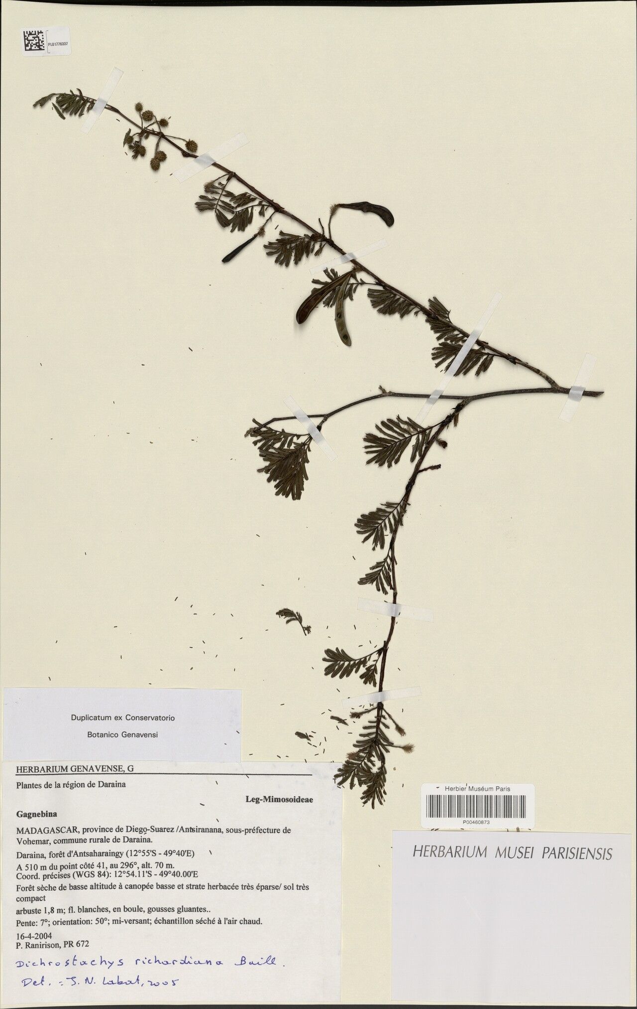 Dichrostachys richardiana — houseplant care guide