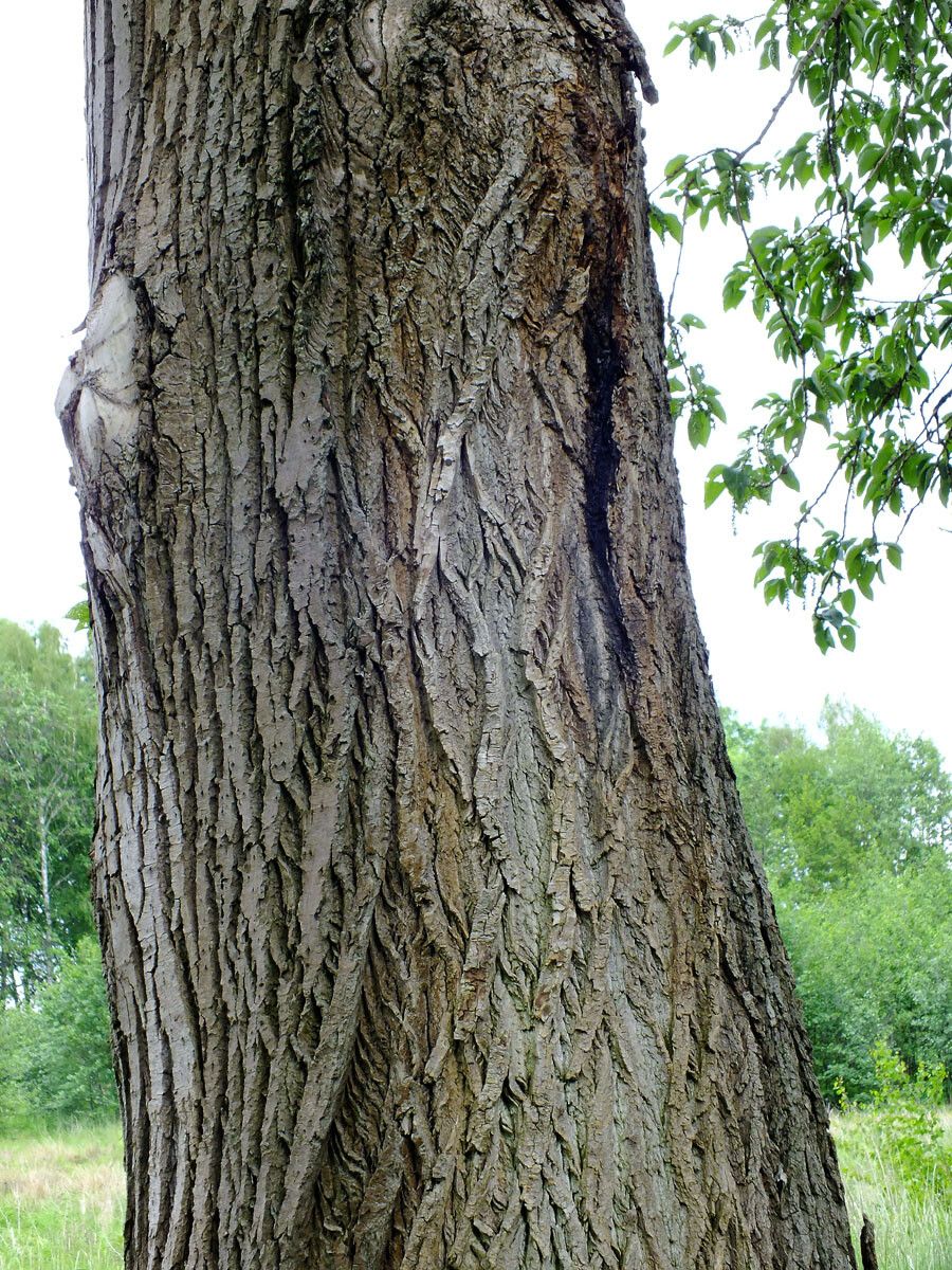 Populus × canescens bark