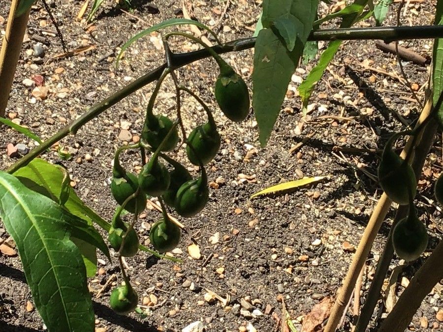 Solanum aviculare fruit
